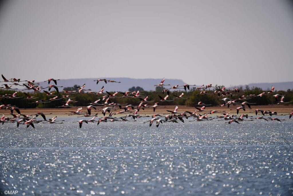 عودة طيور النحام الوردي لبحيرة "ضاية السريج" تعزز سحر مرزوكة