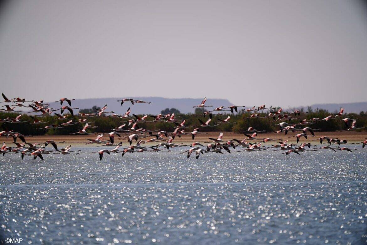 عودة طيور النحام الوردي لبحيرة "ضاية السريج" تعزز سحر مرزوكة