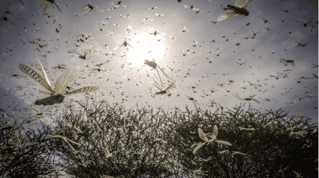 غزو ​​الجراد الصحراوي