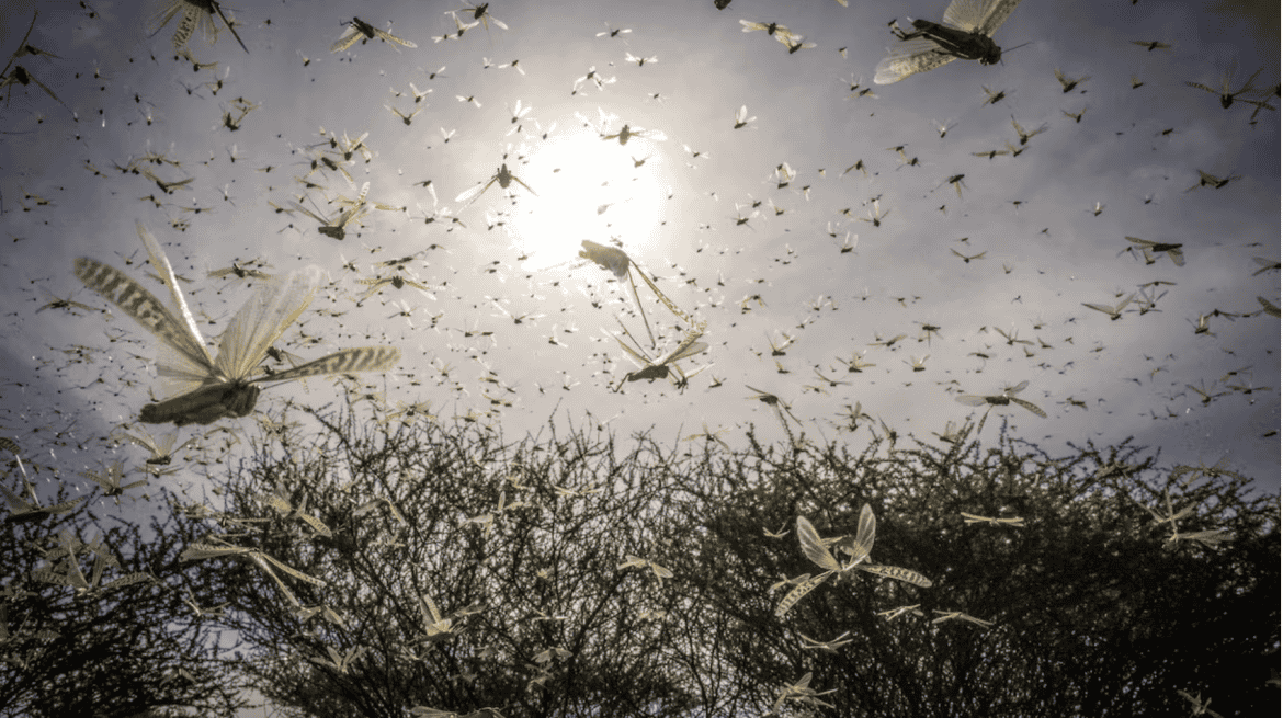 غزو ​​الجراد الصحراوي